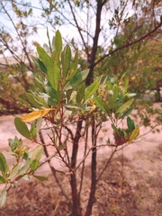 Dodonaea viscosa image