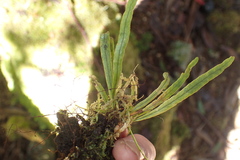 Notogrammitis angustifolia nothofageti