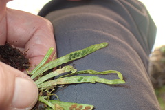 Notogrammitis angustifolia nothofageti