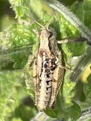 Phaulacridium vittatum