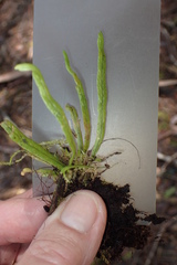 Notogrammitis angustifolia nothofageti