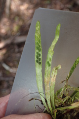 Notogrammitis angustifolia nothofageti