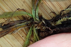 Notogrammitis angustifolia nothofageti