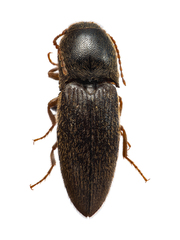 Agrypninae