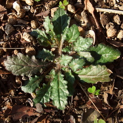 Ajuga decumbens