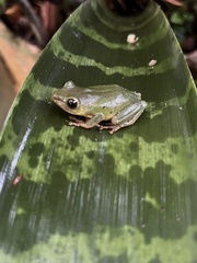 Hyperolius tuberilinguis