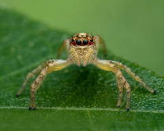Cytaea alburna