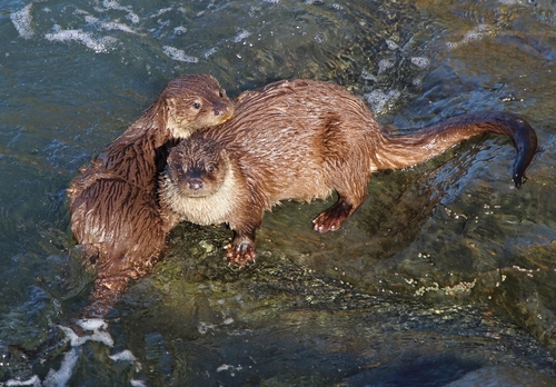 Eurasian Otter