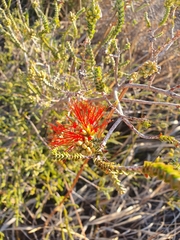 Melaleuca pulcherrima