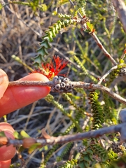 Melaleuca pulcherrima