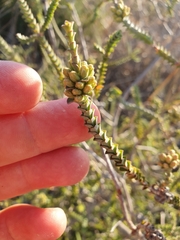 Melaleuca pulcherrima