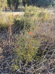 Melaleuca pulcherrima