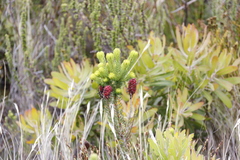 Erica sessiliflora