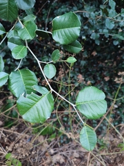 Streblus ilicifolius