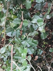 Streblus ilicifolius