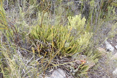 Protea denticulata