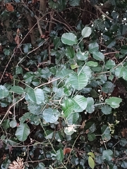 Streblus ilicifolius