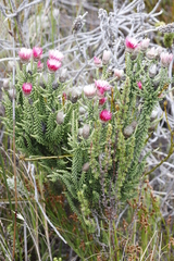 Phaenocoma prolifera