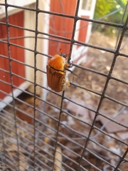 Aphanesthes succinea