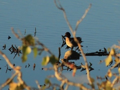 Anas crecca carolinensis