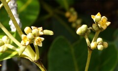 Avicennia marina