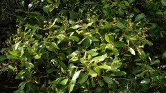 Avicennia marina