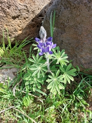Lupinus pilosus