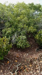 Avicennia marina