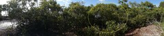 Avicennia marina