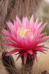 Trichocereus bertramianus