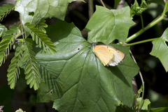 Belenois thysa thysa