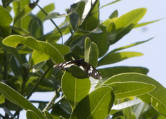 Pseudacraea lucretia