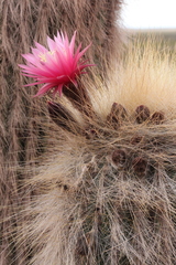 Trichocereus bertramianus