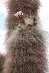 Trichocereus bertramianus