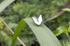 Belenois creona prorsus