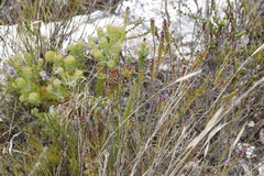 Paranomus abrotanifolius