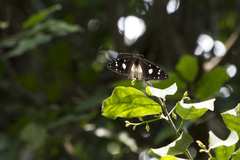 Amauris albimaculata