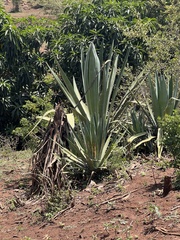 Agave sisalana