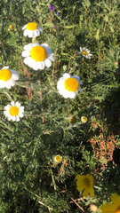 Glebionis coronaria