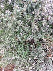 Teucrium fruticans