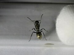 Polyrhachis erato