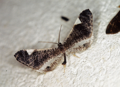 Macrosoma heliconiaria