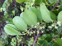 Smilax auriculata