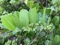 Smilax auriculata