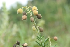 Crotalaria globifera