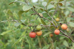 Diospyros lycioides