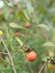 Diospyros lycioides