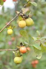 Diospyros lycioides