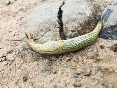 Elisolimax flavescens