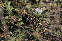 Ruellia prostrata